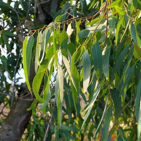 营地 Bagheera Village Naturiste Linguizzetta