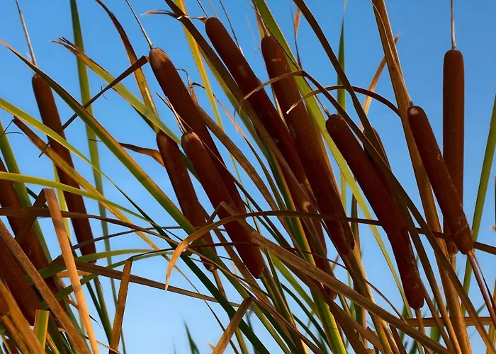 Bagheera Village Naturiste Kamp alanı