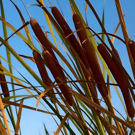 Bagheera Village Naturiste אתר קמפינג