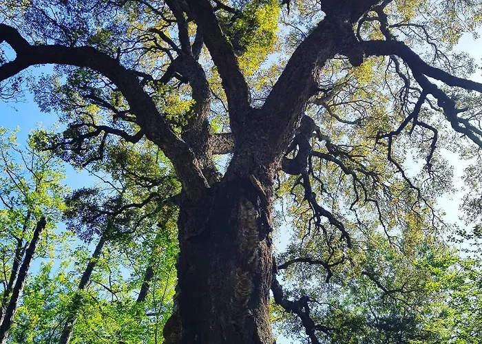 Bagheera Village Naturiste Linguizzetta