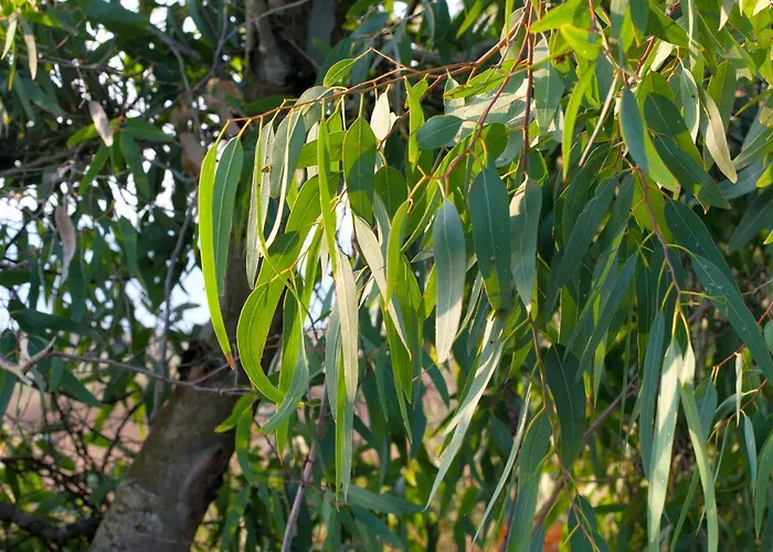 Camping Bagheera Village Naturiste Linguizzetta